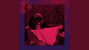 Pulsating Well Behaved Dogs