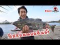 Eng sub catch salmon   sugoi japan  ep225 niigata