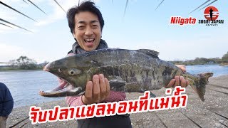 [Eng Sub] Catch Salmon | จับปลาแซลมอนฝูงใหญ่ที่นีงะตะ SUGOI JAPAN Ep225 Niigata
