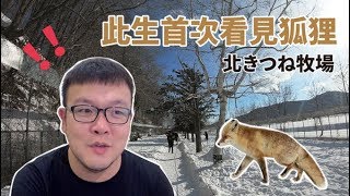 此生首度見到狐狸，簡直是狗與貓的融合！【志銘】