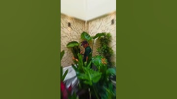 Thi công trồng cây kèm hệ thống tưới tự động cho Spa ở Quận 12 TPHCM #chothuecayxanh #thicongsanvuon