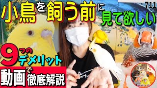 インコ・小鳥を飼う前に見て欲しい動画 デメリット・苦労する事711・犬猫も含む