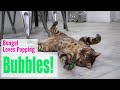 Bengal cat popping bubbles