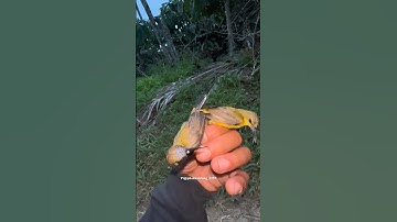 MIKAT BURUNG SOGON #mikatburung #burungsogon #bolang #burung #shorts #shortsvideo