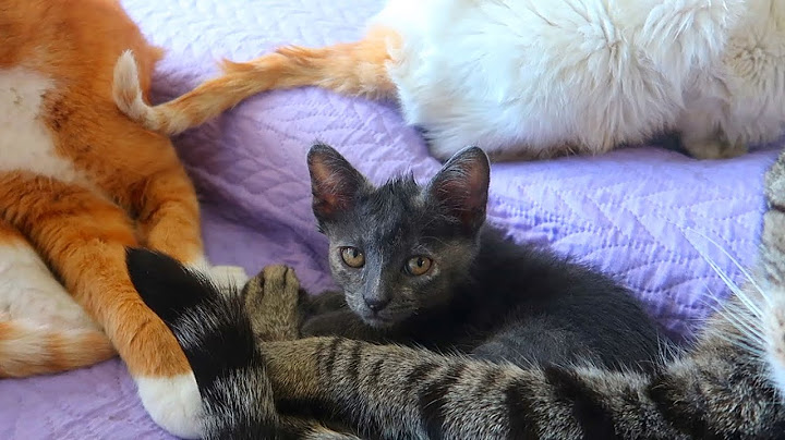 LOS NUEVOS GATITOS CONOCEN A LOS DEMÁS GATOS