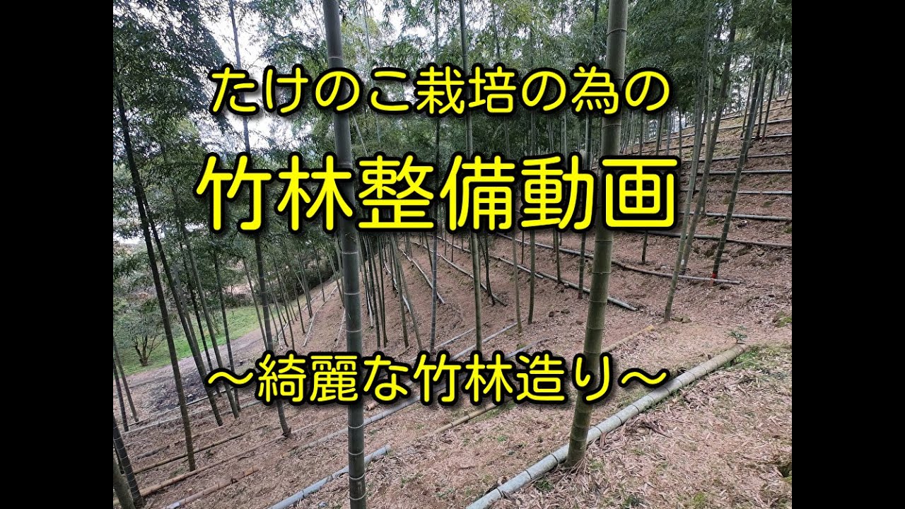 農業系 たけのこ栽培に必須の竹林管理作業 綺麗に見せる竹林の造り方 竹林系 Youtube