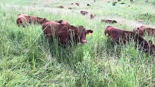 Download Lagu Greg and Jan moved the 100% grass finished steers this morning onto a salad bar. MP3 Download Lagu Greg and Jan moved the 100% grass finished steers this morning onto a salad bar. MP3