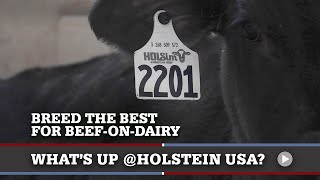 What&#39;s Up at Holstein USA: Beef-on-Dairy Calves