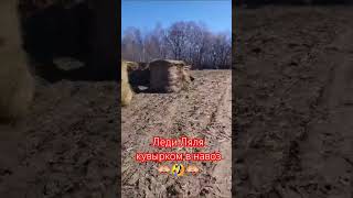 Леди Ляля кувырком в навоз 🙈🤣🙈