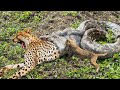 Python Too Aggressive, Python Attack Leopard Cubs While Mother Leopard Hunt Impala   Snake vs Cobra