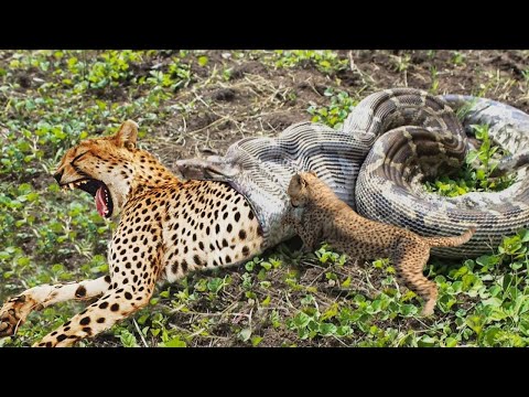 Python Too Aggressive, Python Attack Leopard Cubs While Mother ...
