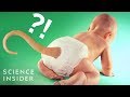Understanding Tails and Human Evolution