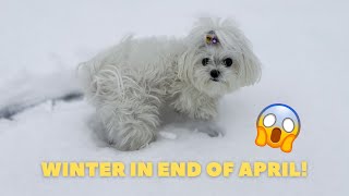 Maltese Dog Reaction To SNOW IN APRIL| Winter In April!