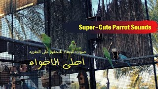 Super-Cute Parrot Sounds / صوت ببغاء الدرة الخضراء للتحفيز على التغريد والتزاوج