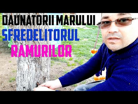 Daunatorul marului daunatori pomi fructiferi! tratamente pomi fructiferi mar gutui par cireș 2020