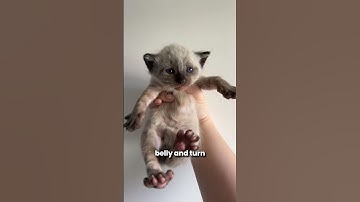 Siamese Cats Can Change Their Fur Color! (If You Please) 🐈 #cats #catshorts #shorts