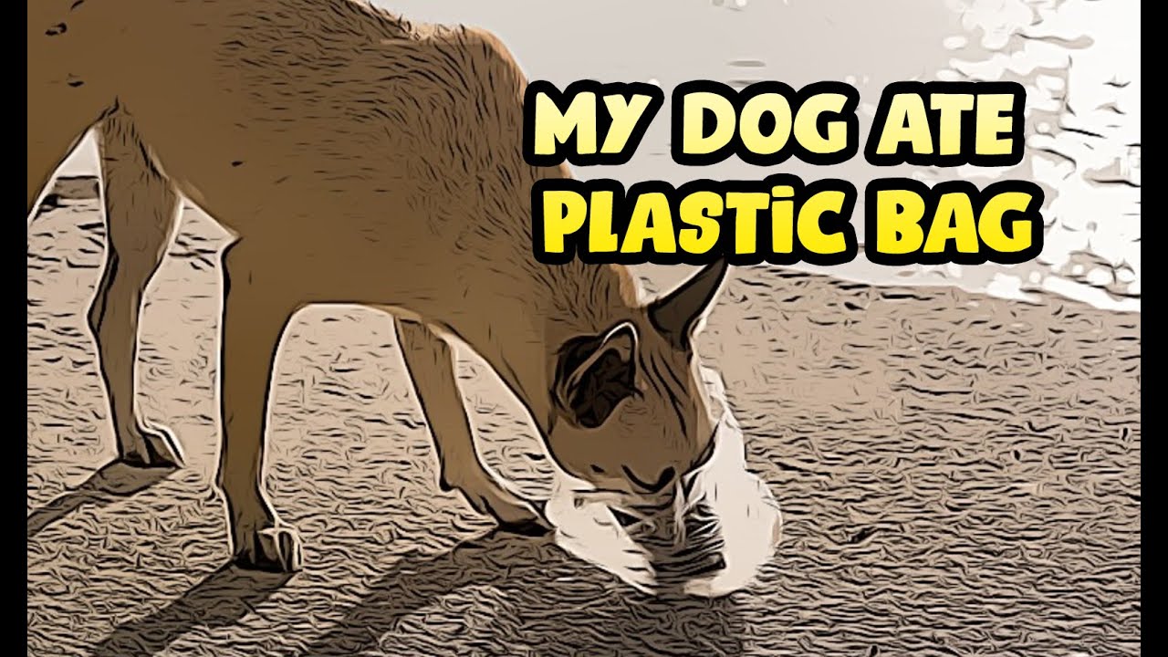 What to Do If Your Dog Eats Plastic or Plastic Bag - YouTube