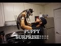 VLOG: SURPRISED MY BOYFRIEND WITH A HUSKY PUPPY! (shocked!)