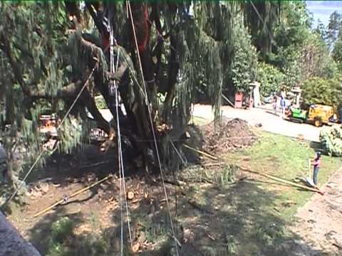 Video: Kashmir Cypress
