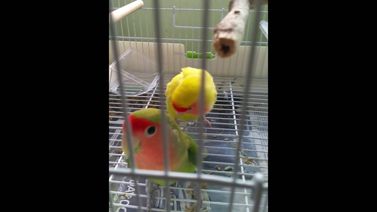 Lovebirds Mating Youtube