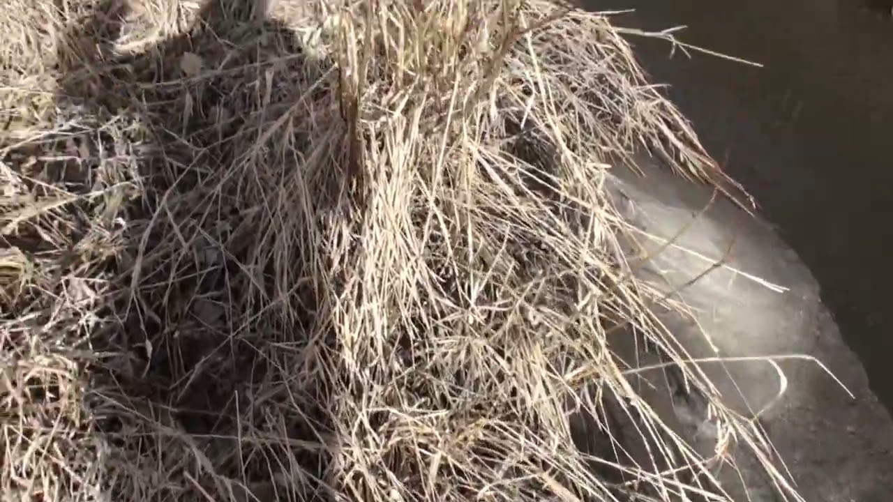 Bighill willow vandalizm 2022   Part Two