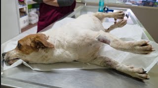 Injured dog couldn’t control her body when she was found. 