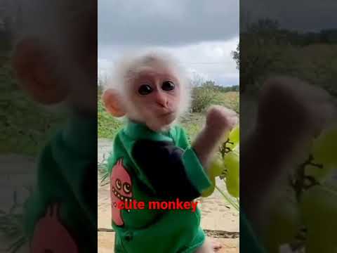 cute monkey |