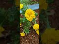 flowers🌹🌹🌹