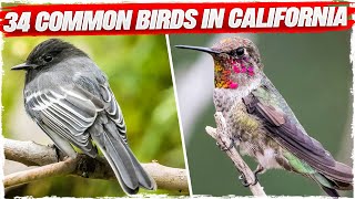 34 Common Birds in California (with Pictures)