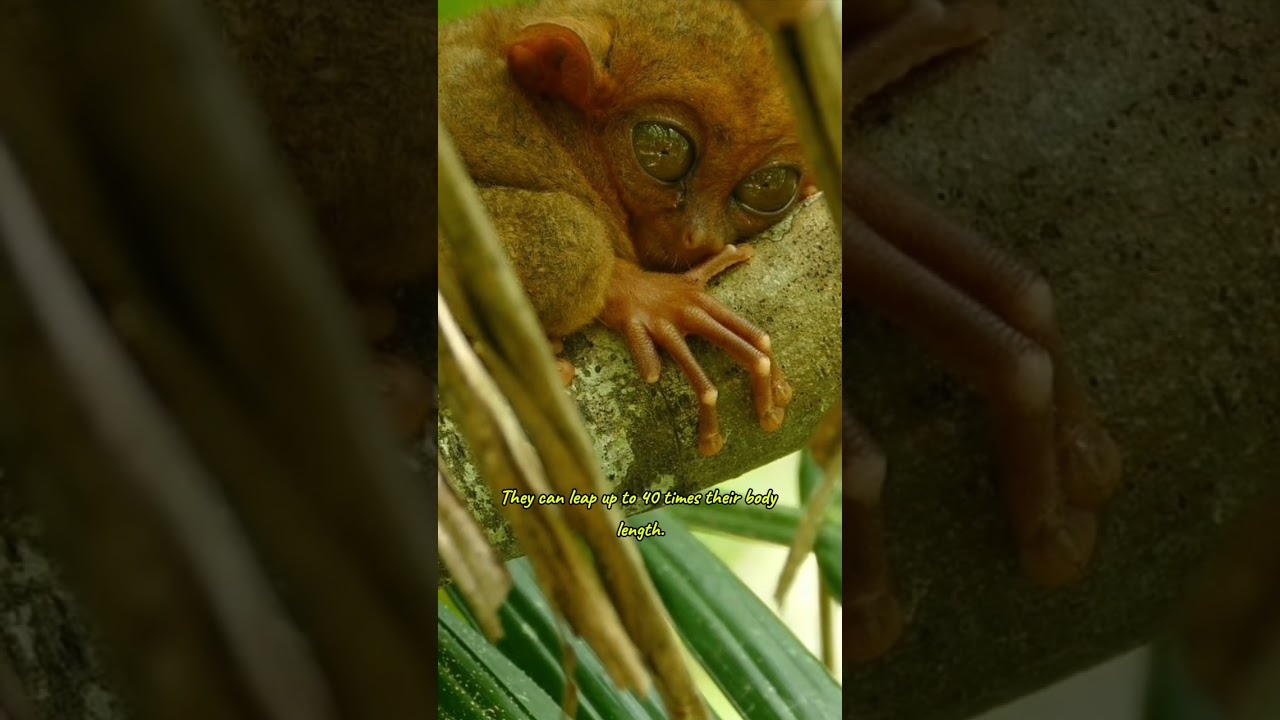 Tarsier #tarsier #animals #shorts #facts #reels #viralshorts #info #viralvideo #wildlife #nature