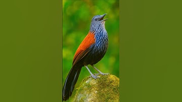 Relaxing Bird Songs in Nature – Soothing Bird Sounds,Colorful Birds, Chirping Birds for Sleep, Study