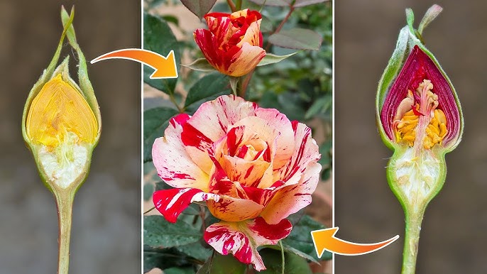 How to propagation new Rose flower color from Red Rose flower bud