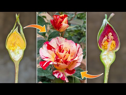 Propagation new Rose