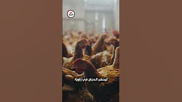 صيني قتل ألف دجاجة بالتخويف والسب 