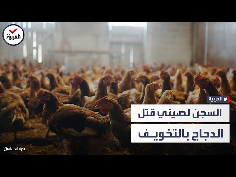 صيني قتل ألف دجاجة بالتخويف والسب