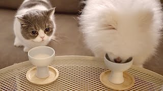 Living with Cat vlog | A family wine time - wine for cats and dogs by KiSH-Log 키쉬의 브이로그 54,424 views 11 months ago 10 minutes, 26 seconds