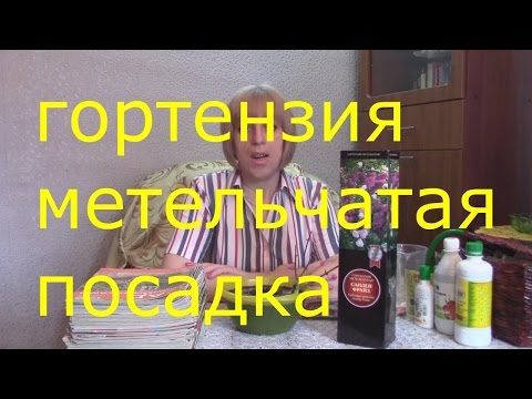 Гортензия метельчатая сандей фрайз посадка и уход в открытом грунте