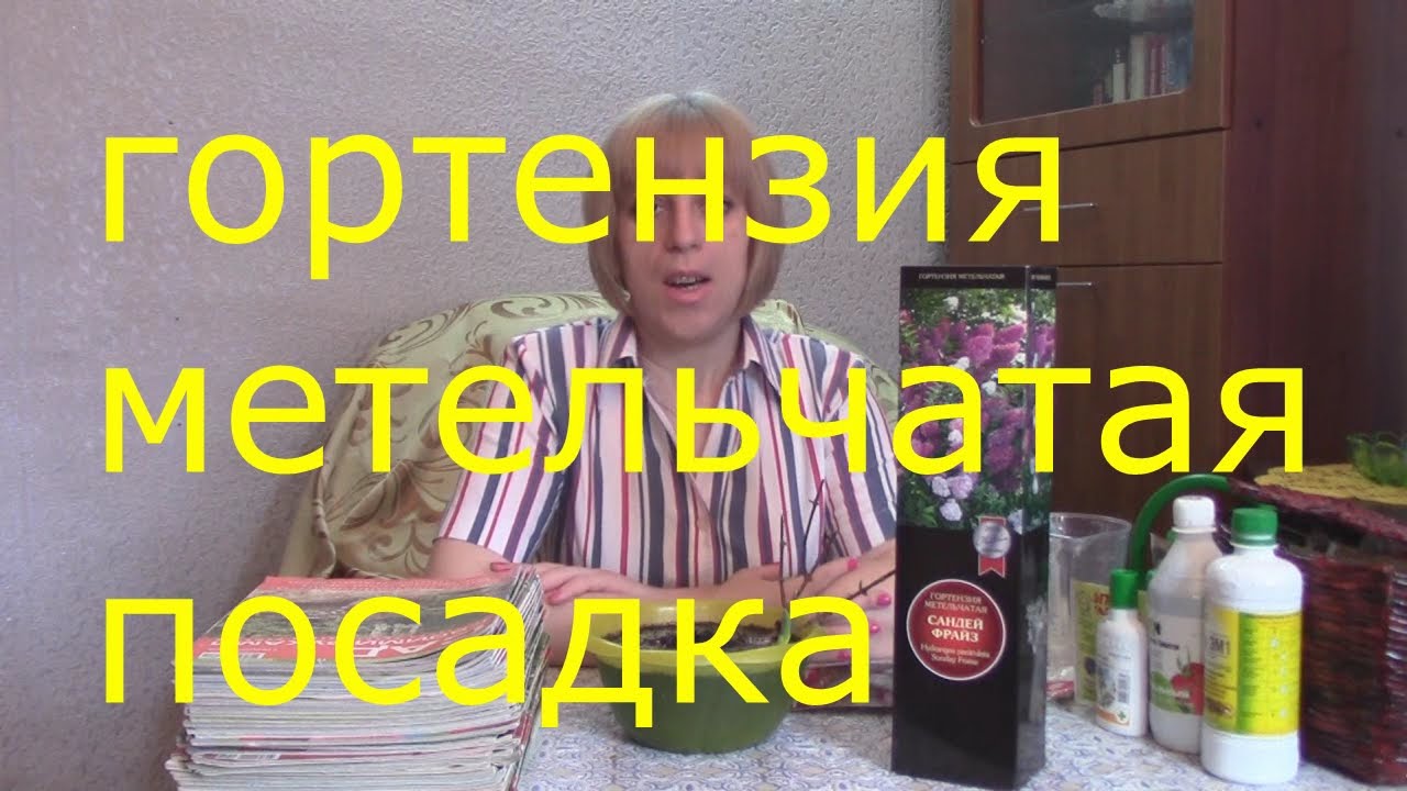 гортензия метельчатая сандей фрайз посадка и уход 2016