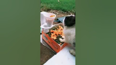 Automatic Pet Feeder