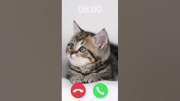 Hi 🐈  #iphone #foryou #ringtone #cat #shorts