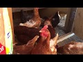 How Much It Costs Us To Have Chickens How Much It Costs Us To Have Chickens