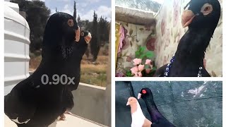 تشكيلة مساويد سود من مناطق مختلفة الله يبارك لأصحاب الرزق خبروني مين الأجمل   Birds   pigeons