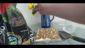 How to Grow Spring Onions - Chocolate Hack