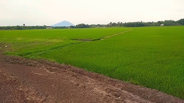 Ngắm cánh đồng lúa xanh mướt ven sông Vàm Cỏ Đông/ 3.6.2020