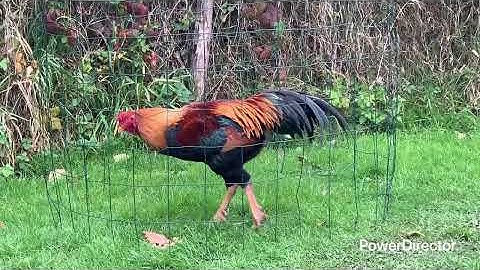 Projet 12-06_Full HD 1080p.mp4