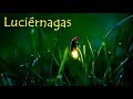 Luciérnagas, brillantes insectos 😉