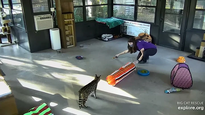 Video 4526241: big savannah cat, big cat rescue, cat smile