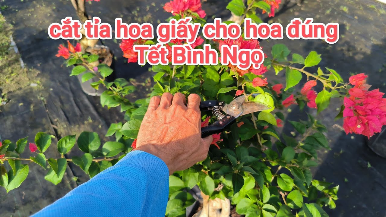 Hướng dẫn cắt tỉa hoa giấy siêu bông cho rộ hoa đúng Tết Bính Ngọ 2026