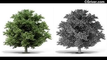 CGAixs Vol. 5 - Photo-Realistic 3D Trees - CGriver.com