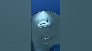 ﴿ هذا خلق الله ﴾#سورة_لقمان #اكتب_شي_تؤجر_عليه #قرآن #quran